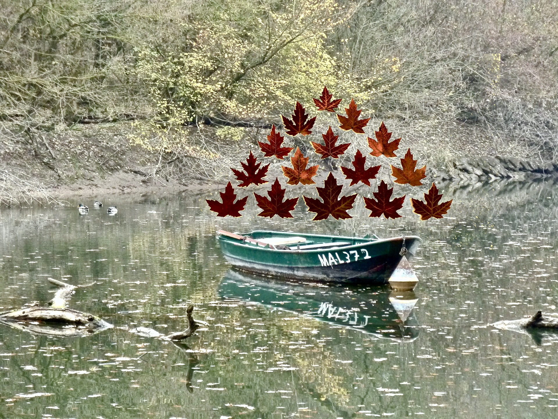 Herbstkahn Blätter 2.jpg
